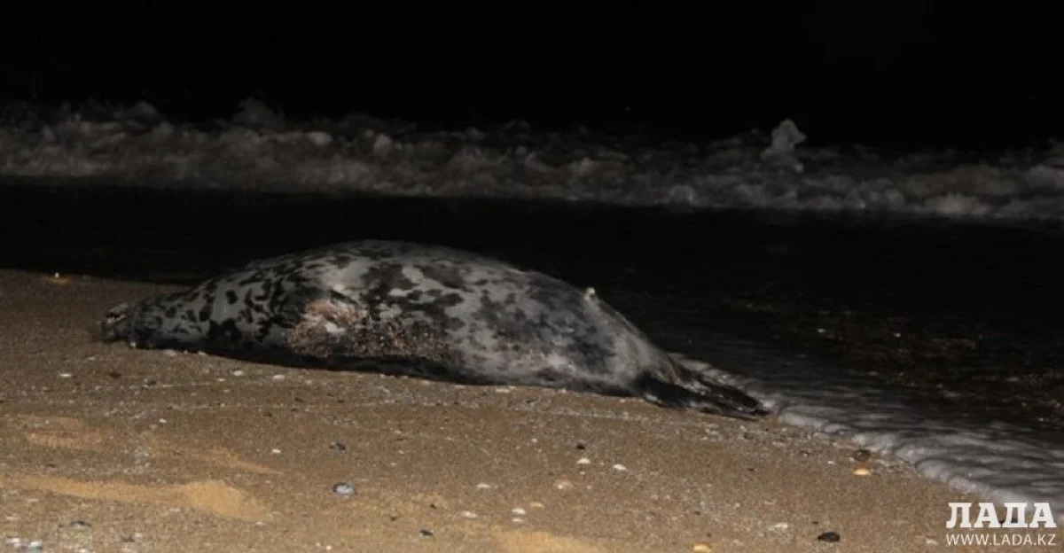 Фото Лианы Рязанцевой из архива Lada.kz