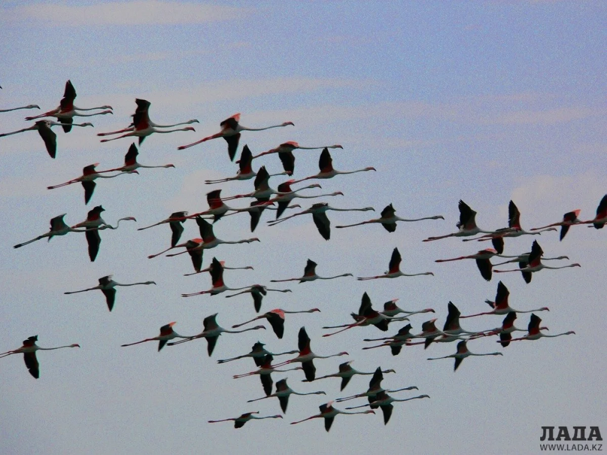 Фото Малюк В.Д. Предоставлено Л.И. Быковой