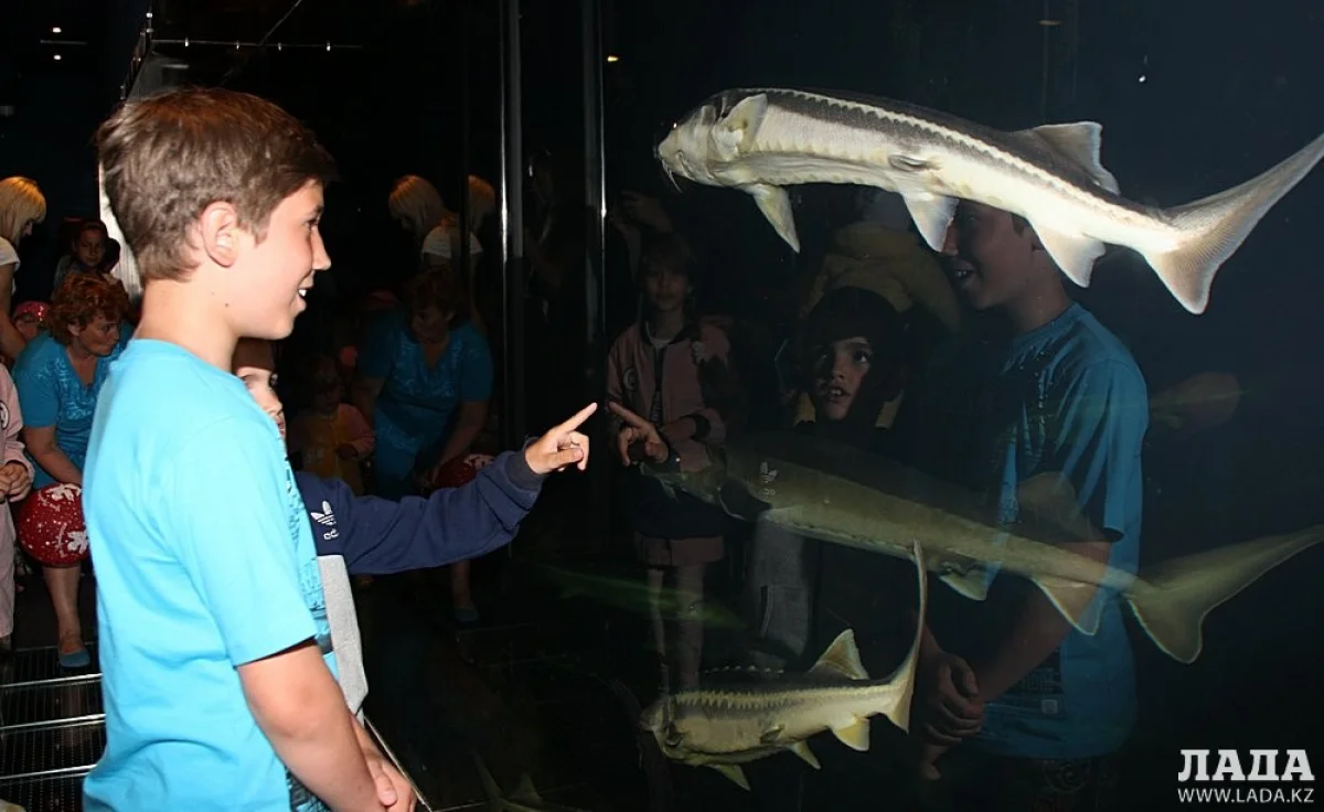 Большие аквариумы Caspian Riviera. Фото Ольги Ярославской