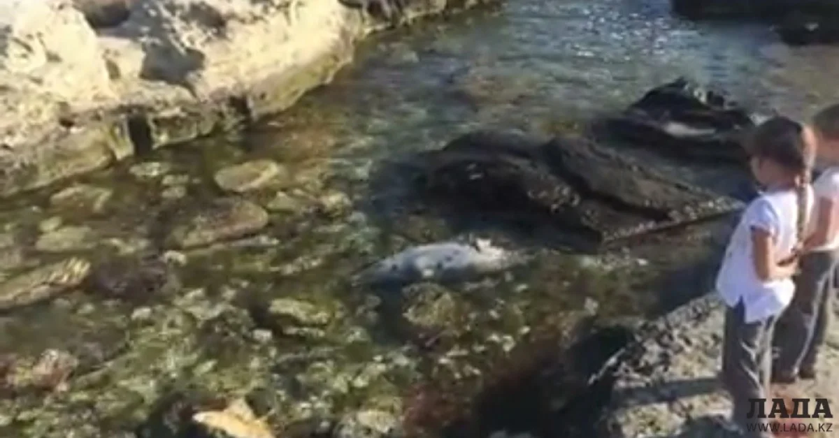 Скриншот видео