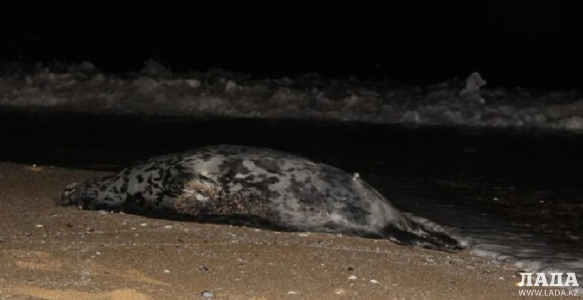 Фото из архива Lada.kz