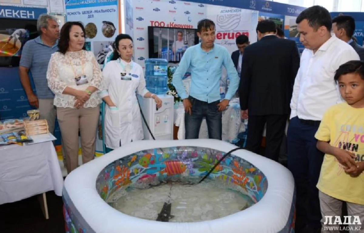 "Казах Осетр" на выставке товаропроизводителей||news_pic_more|<!--TBegin--><a href="https://www.lada.kz/uploads/posts/2017-06/1497953554_123-00846.jpg" onclick="return hs.expand(this)" ><img align="left" src="https://www.lada.kz/uploads/posts/2017-06/thumbs/1497953554_123-00846.jpg" alt='В Актау определили победителей конкурса «Лучший товар Казахстана»' title='В Актау определили победителей конкурса «Лучший товар Казахстана»'  /></a><!--TEnd--><br /><!--TBegin--><a href="https://www.lada.kz/uploads/posts/2017-06/1497953506_255-00842.jpg" onclick="return hs.expand(this)" ><img align="left" src="https://www.lada.kz/uploads/posts/2017-06/thumbs/1497953506_255-00842.jpg" alt='В Актау определили победителей конкурса «Лучший товар Казахстана»' title='В Актау определили победителей конкурса «Лучший товар Казахстана»'  /></a><!--TEnd--><br /><!--TBegin--><a href="https://www.lada.kz/uploads/posts/2017-06/1497953497_648-01050.jpg" onclick="return hs.expand(this)" ><img align="left" src="https://www.lada.kz/uploads/posts/2017-06/thumbs/1497953497_648-01050.jpg" alt='В Актау определили победителей конкурса «Лучший товар Казахстана»' title='В Актау определили победителей конкурса «Лучший товар Казахстана»'  /></a><!--TEnd--><br /><!--TBegin--><a href="https://www.lada.kz/uploads/posts/2017-06/1497953475_678-00929.jpg" onclick="return hs.expand(this)" ><img align="left" src="https://www.lada.kz/uploads/posts/2017-06/thumbs/1497953475_678-00929.jpg" alt='В Актау определили победителей конкурса «Лучший товар Казахстана»' title='В Актау определили победителей конкурса «Лучший товар Казахстана»'  /></a><!--TEnd--><br /><!--TBegin--><a href="https://www.lada.kz/uploads/posts/2017-06/1497953503_708-00817.jpg" onclick="return hs.expand(this)" ><img align="left" src="https://www.lada.kz/uploads/posts/2017-06/thumbs/1497953503_708-00817.jpg" alt='В Актау определили победителей конкурса «Лучший товар Казахстана»' title='В Актау определили победителей конкурса «Лучший товар Казахстана»'  /></a><!--TEnd--><br /><!--TBegin--><a href="https://www.lada.kz/uploads/posts/2017-06/1497953545_848-00997.jpg" onclick="return hs.expand(this)" ><img align="left" src="https://www.lada.kz/uploads/posts/2017-06/thumbs/1497953545_848-00997.jpg" alt='В Актау определили победителей конкурса «Лучший товар Казахстана»' title='В Актау определили победителей конкурса «Лучший товар Казахстана»'  /></a><!--TEnd-->