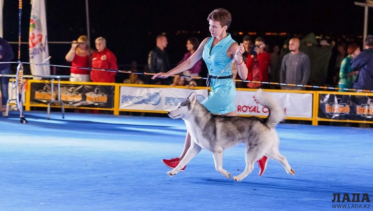 Кинологи из Актау на фестивале на Капчагае