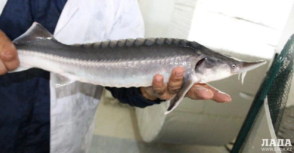 Осетровая ферма в Актау. Фото из архива Lada.kz