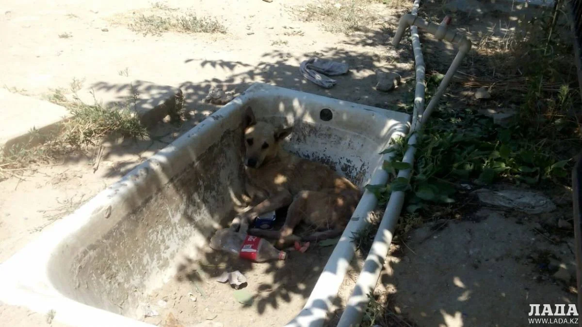 фото пользователя сайта Lada.kz