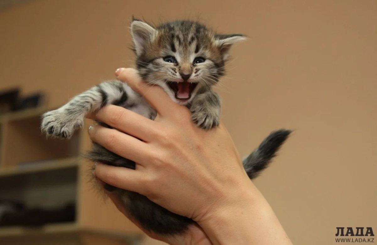 Фото из архива Lada.kz