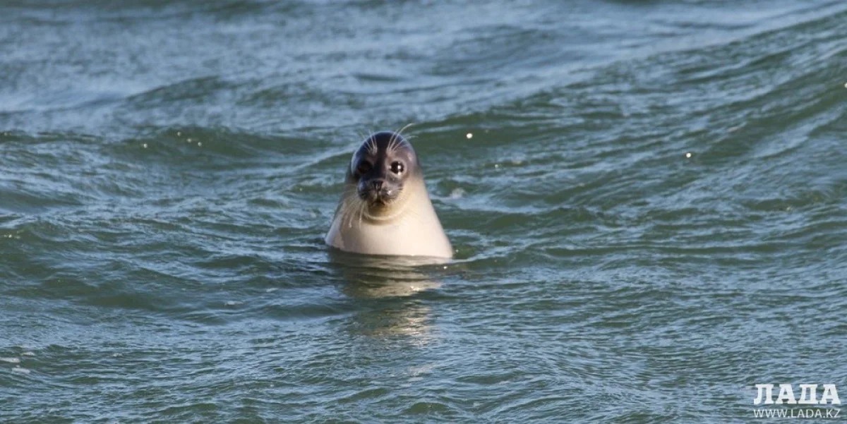 Фото с сайта www.kaspnirh.ru