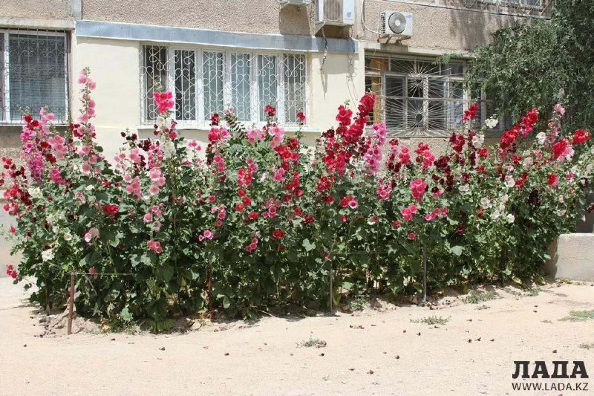 Палисадник у 7 дома в 7 микрорайоне. Фото Ольги Ярославской