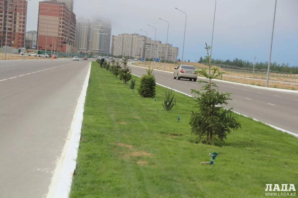 Высаженные ели вдоль жилого комплекса «Green park». Фото автора