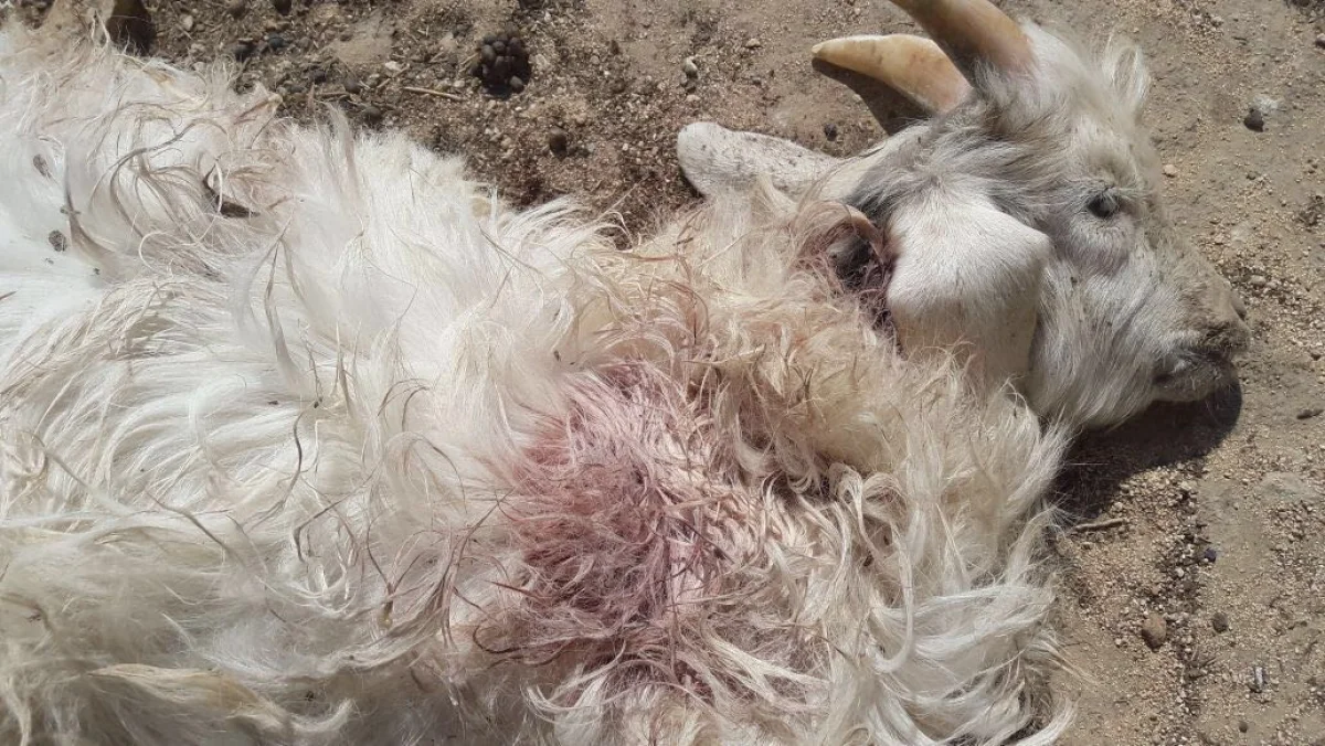 Фото взято из рассылки