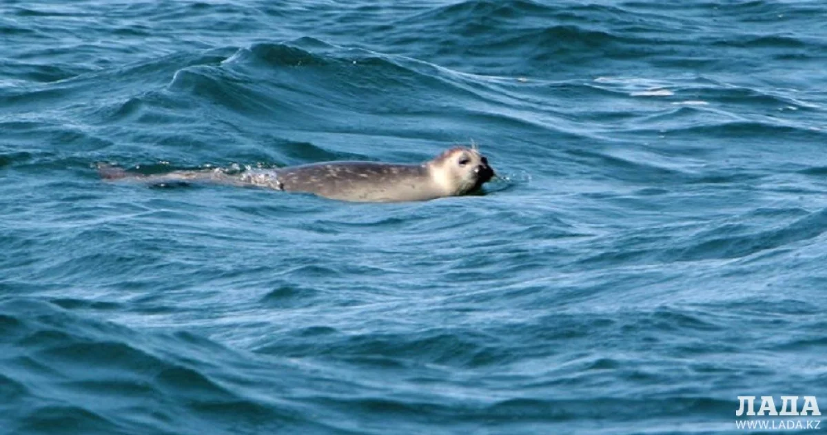 Иллюстративное фото