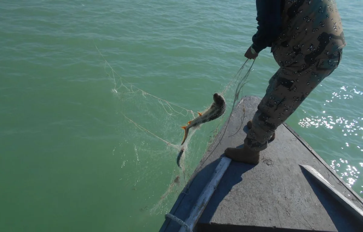 Вылов сетей с рыбой. Фото предоставлено инспекцией