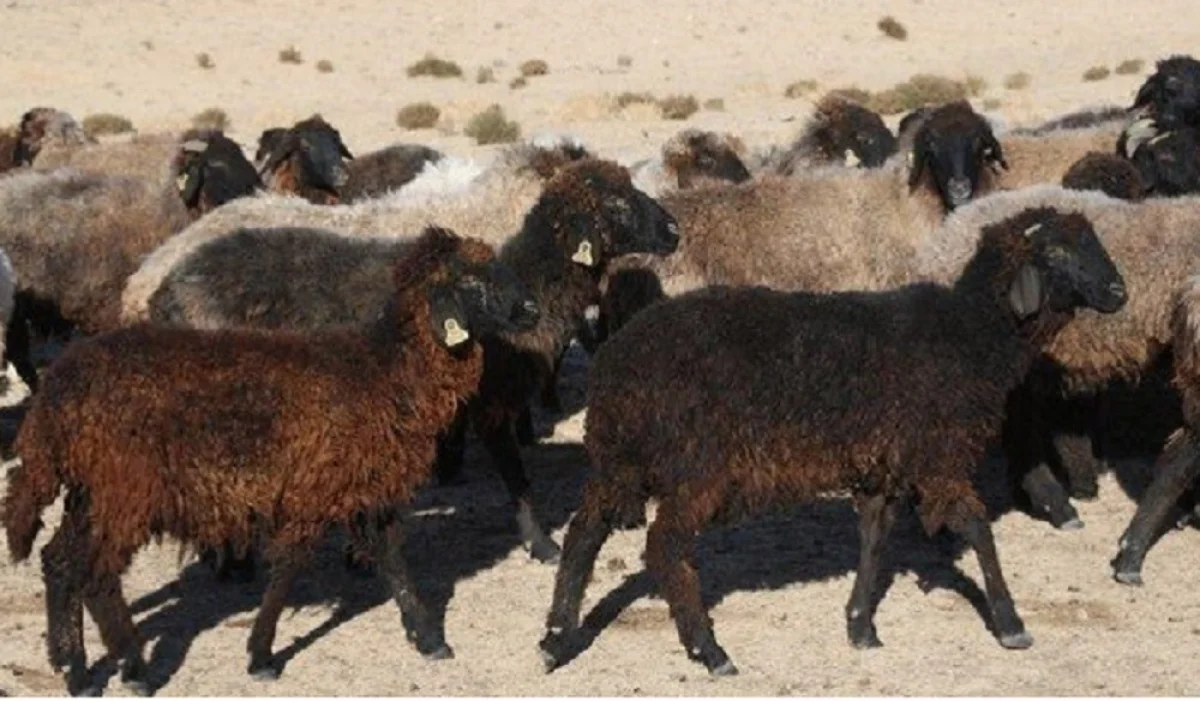 Фото из архива Lada.kz