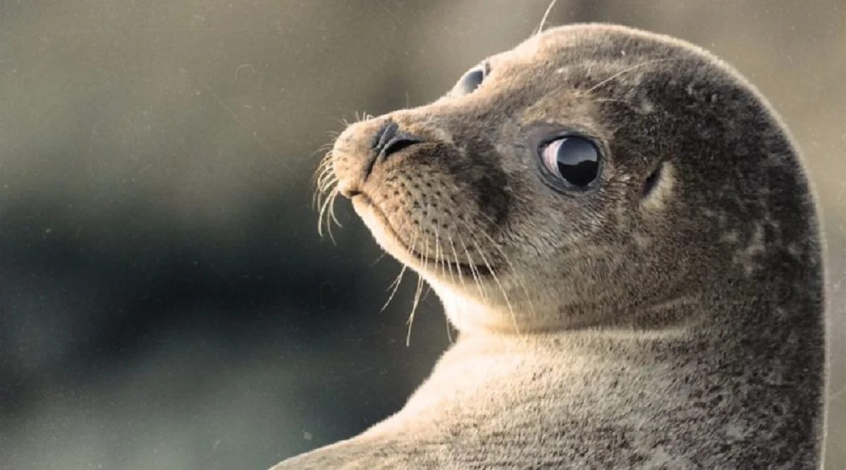 Фото с сайта kaspika.org