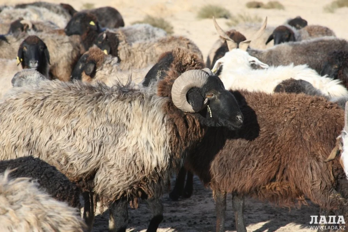 Фото из архива Lada.kz