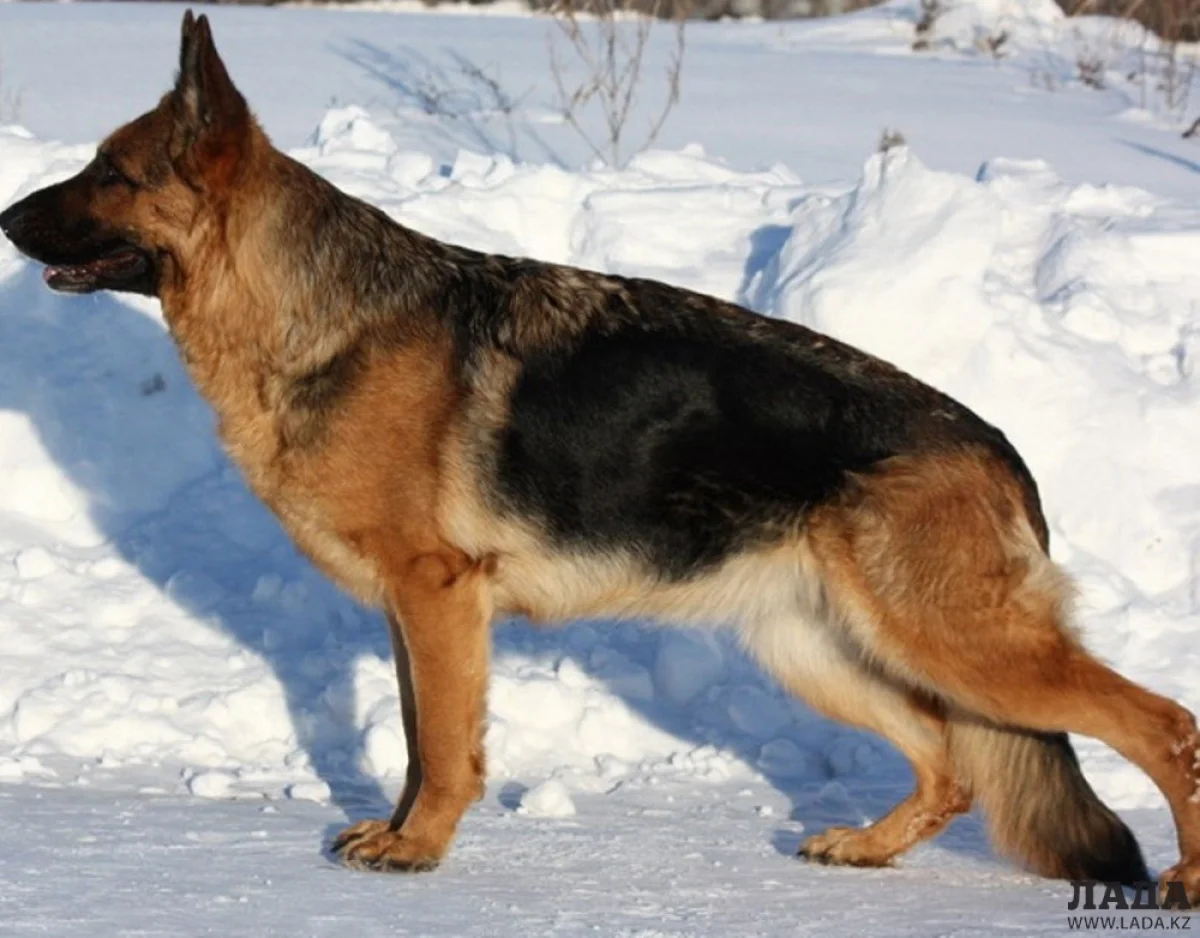 Служебная овчарка по кличке Пальма||news_pic_more|<!--TBegin--><a href="https://www.lada.kz/uploads/posts/2017-12/1513139141_sam_4509.jpg" onclick="return hs.expand(this)" ><img align="left" src="https://www.lada.kz/uploads/posts/2017-12/thumbs/1513139141_sam_4509.jpg" alt='В Жанаозене наряд национальной гвардии с помощью служебной собаки задержал парня с пистолетом' title='В Жанаозене наряд национальной гвардии с помощью служебной собаки задержал парня с пистолетом'  /></a><!--TEnd-->