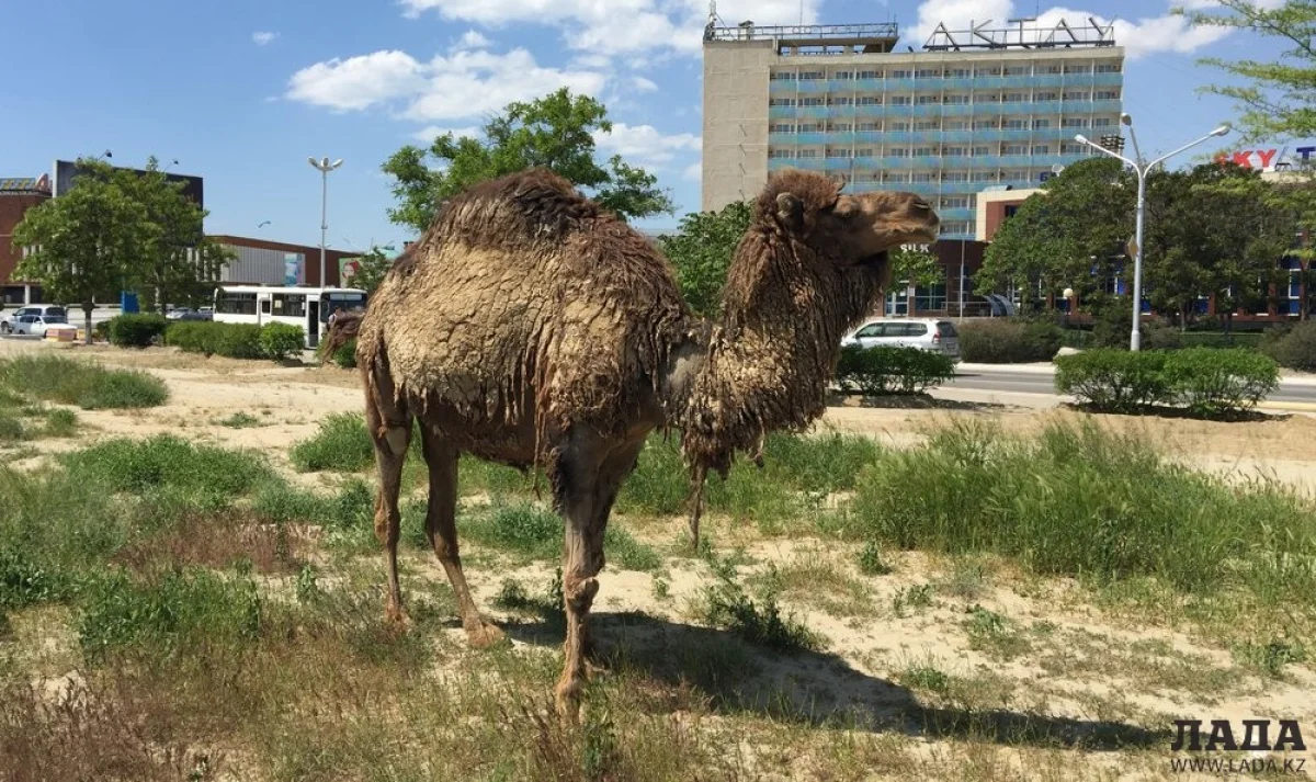 Фото из архива Lada.kz