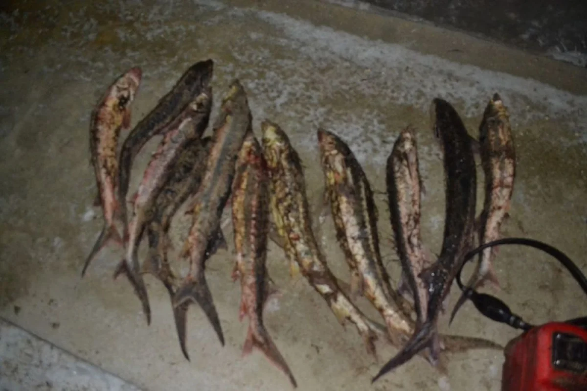 Фото предоставлено пресс-службой ДВД Мангистау