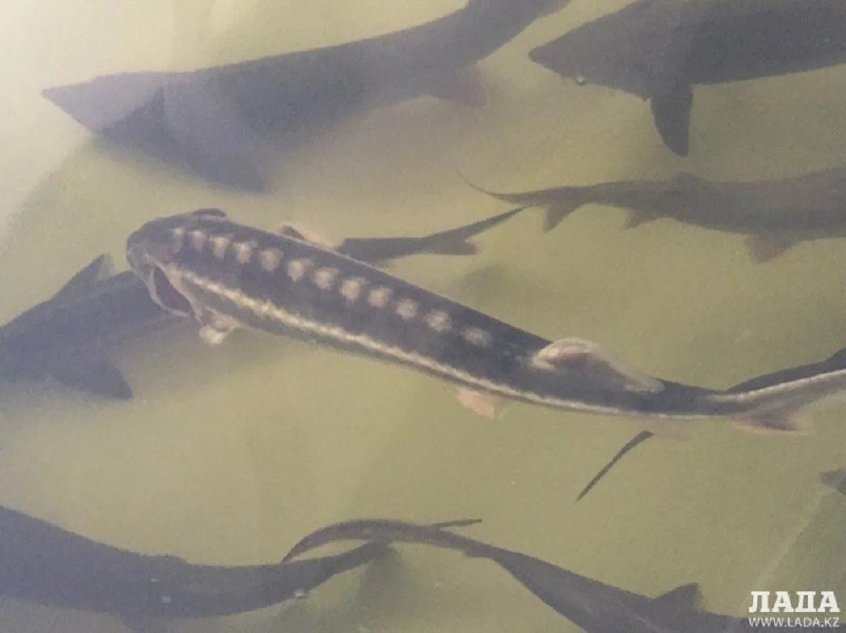 Фото из архива Lada.kz