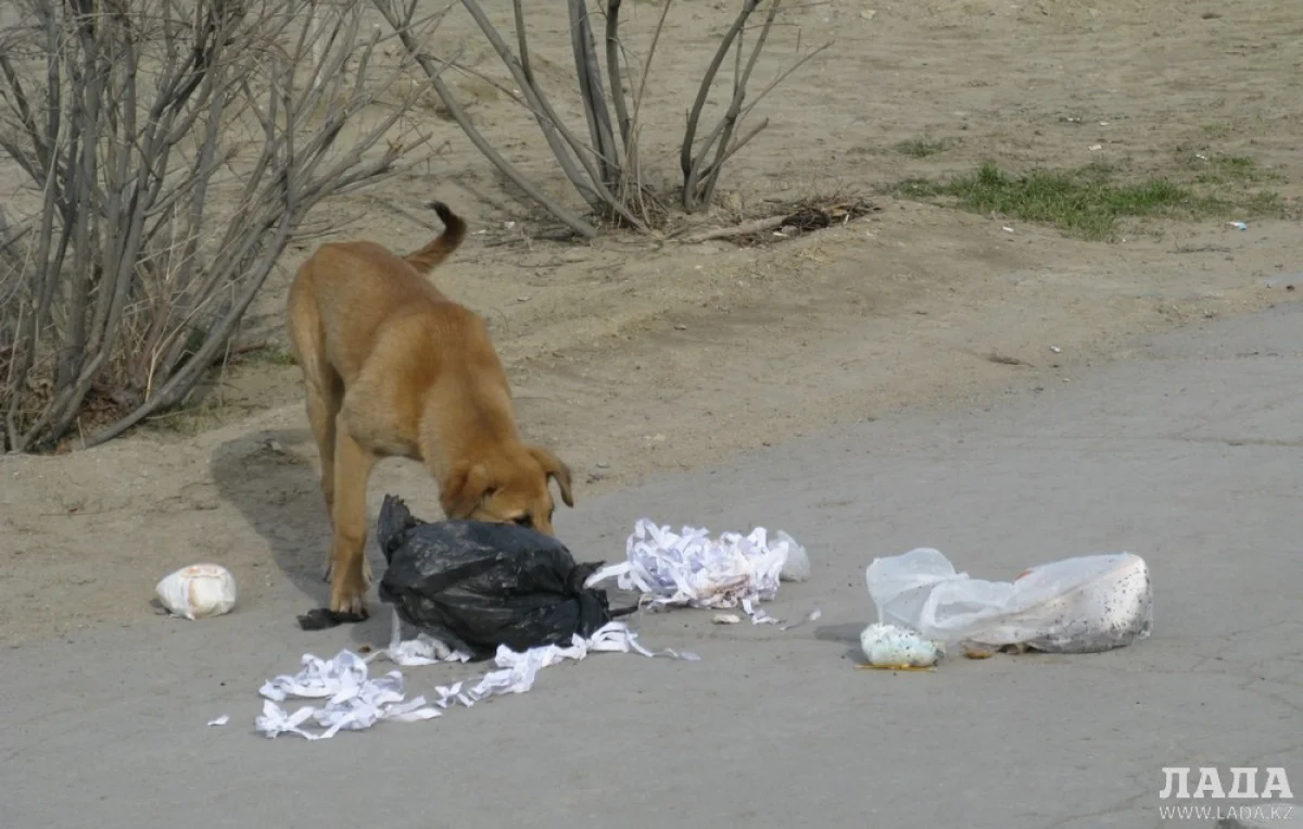 _фото автора из архива Lada.kz