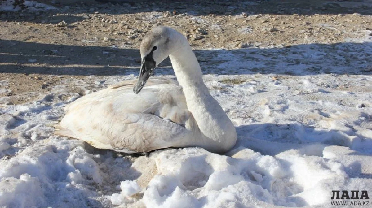 Найденный лебедь