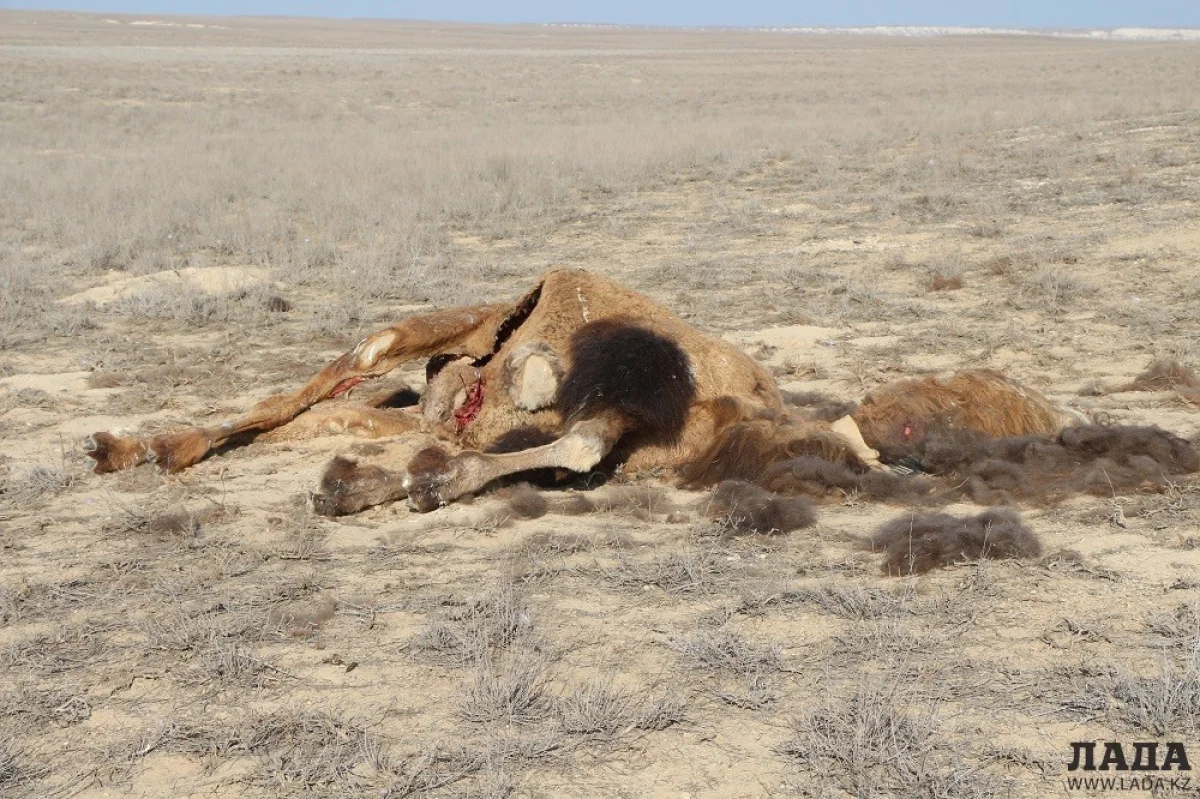В селе Жармыш гибнут верблюды и лошади