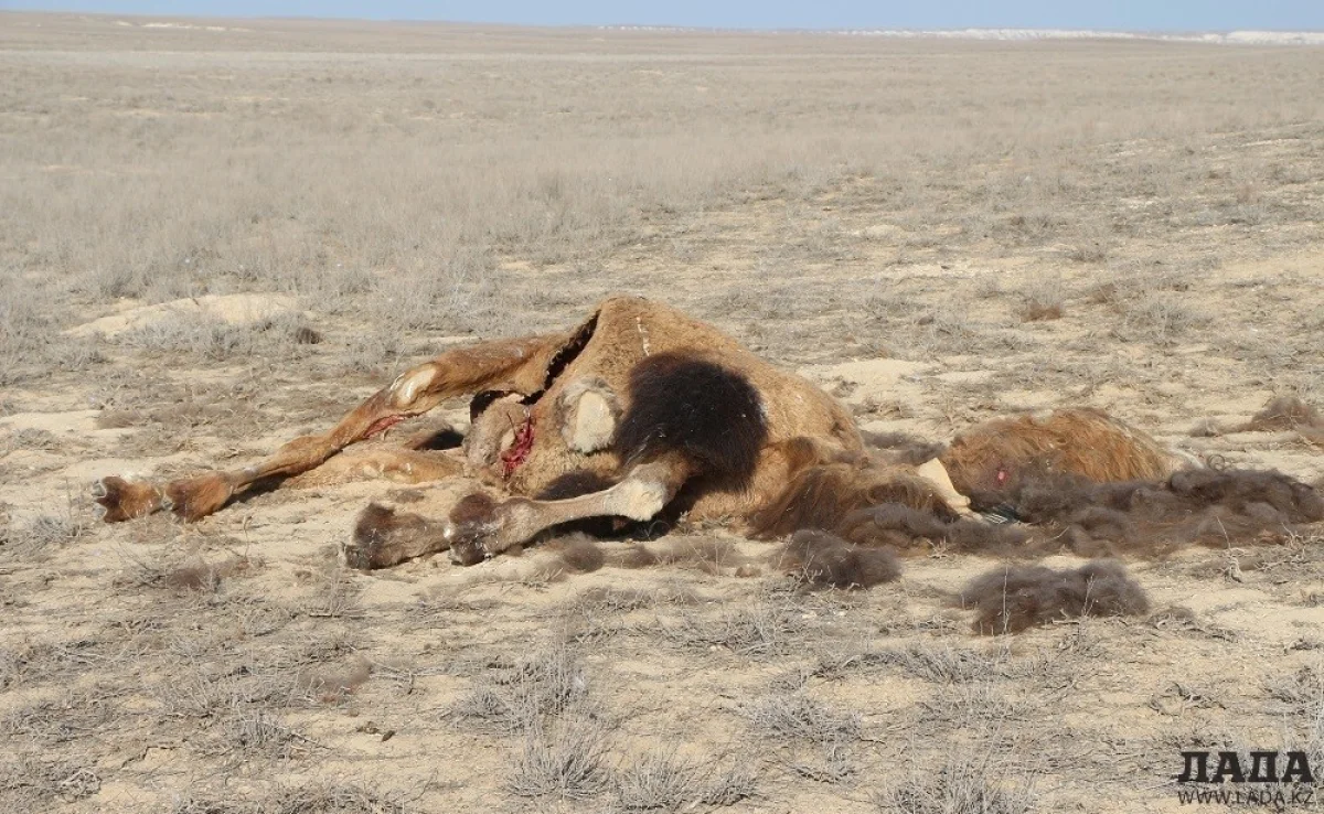 Село Жармыш. Фото из архива Lada.kz
