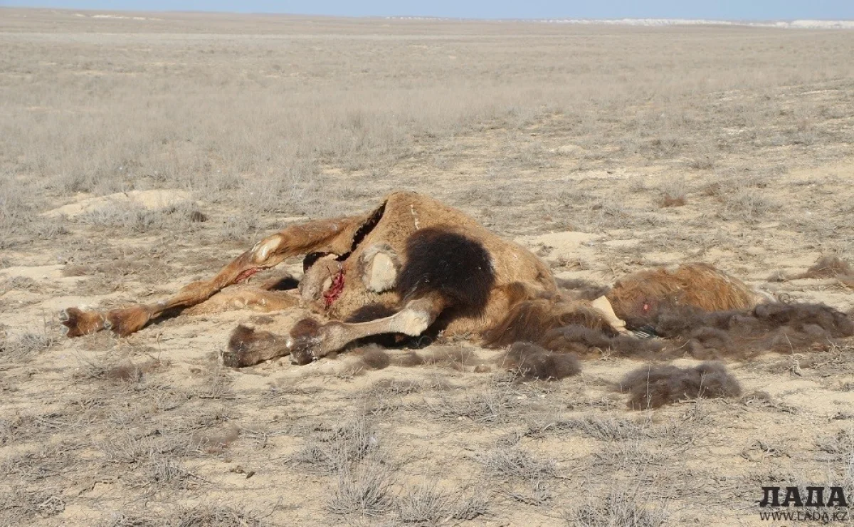 Погибший в селе Жармыш верблюд. Фото Рашида Исмагилова