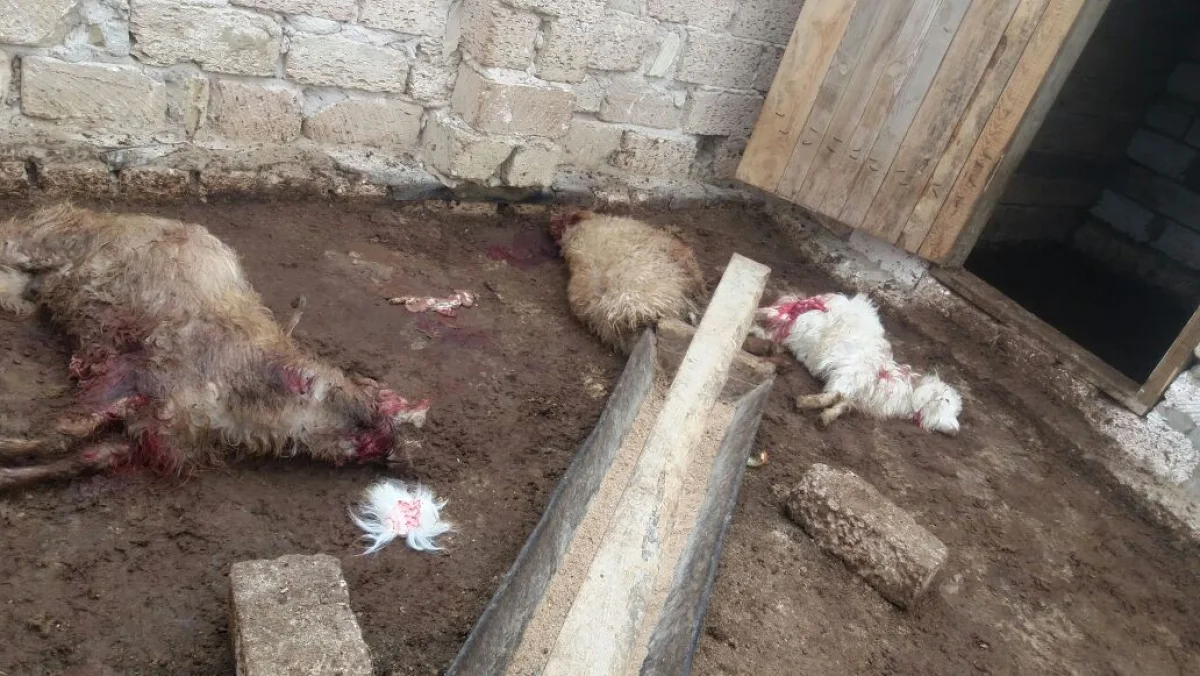 Фото очевидцев