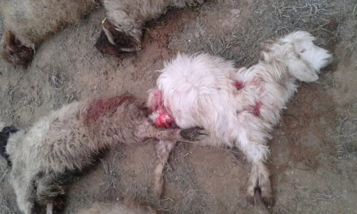 Фото очевидцев