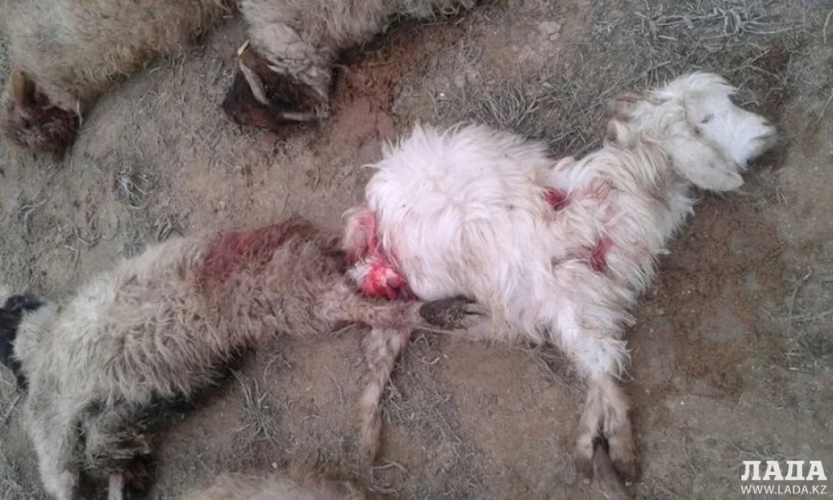 Погибшие животные. Фото из архива Lada.kz