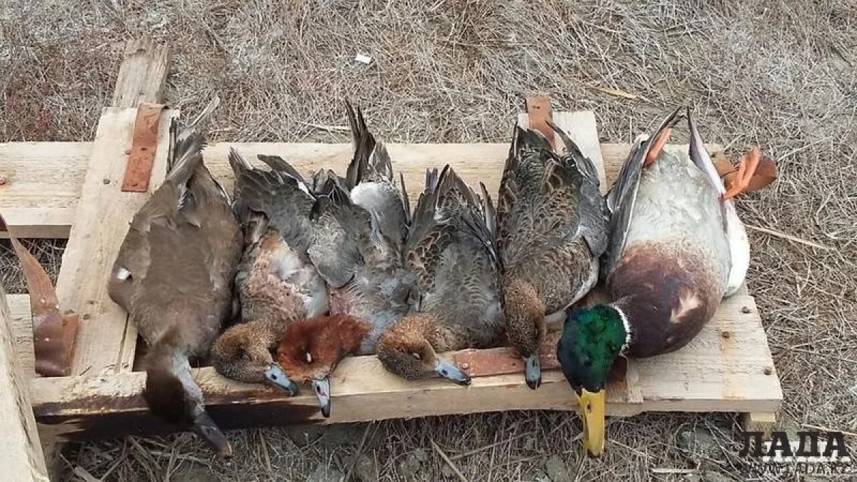 _фото из архива Lada.kz