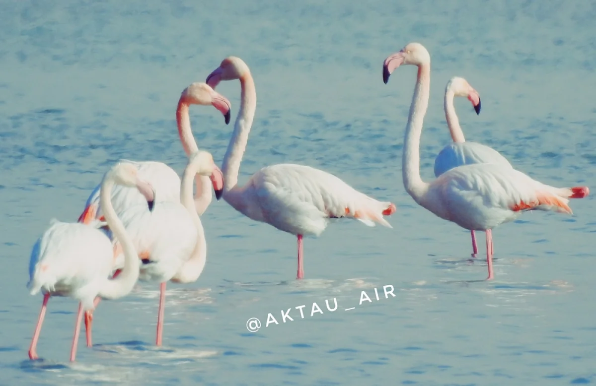 Фото Бейбита Аргынбаева