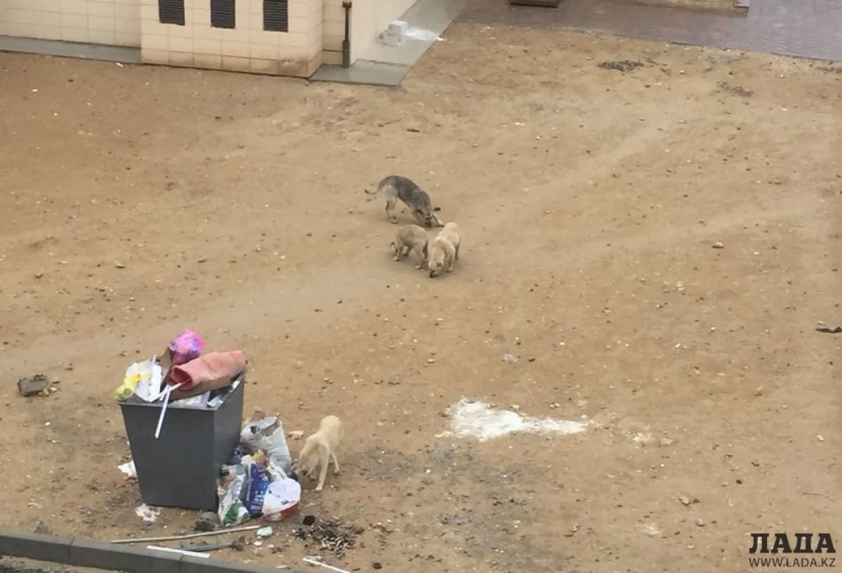 Фото Акмарал Карим