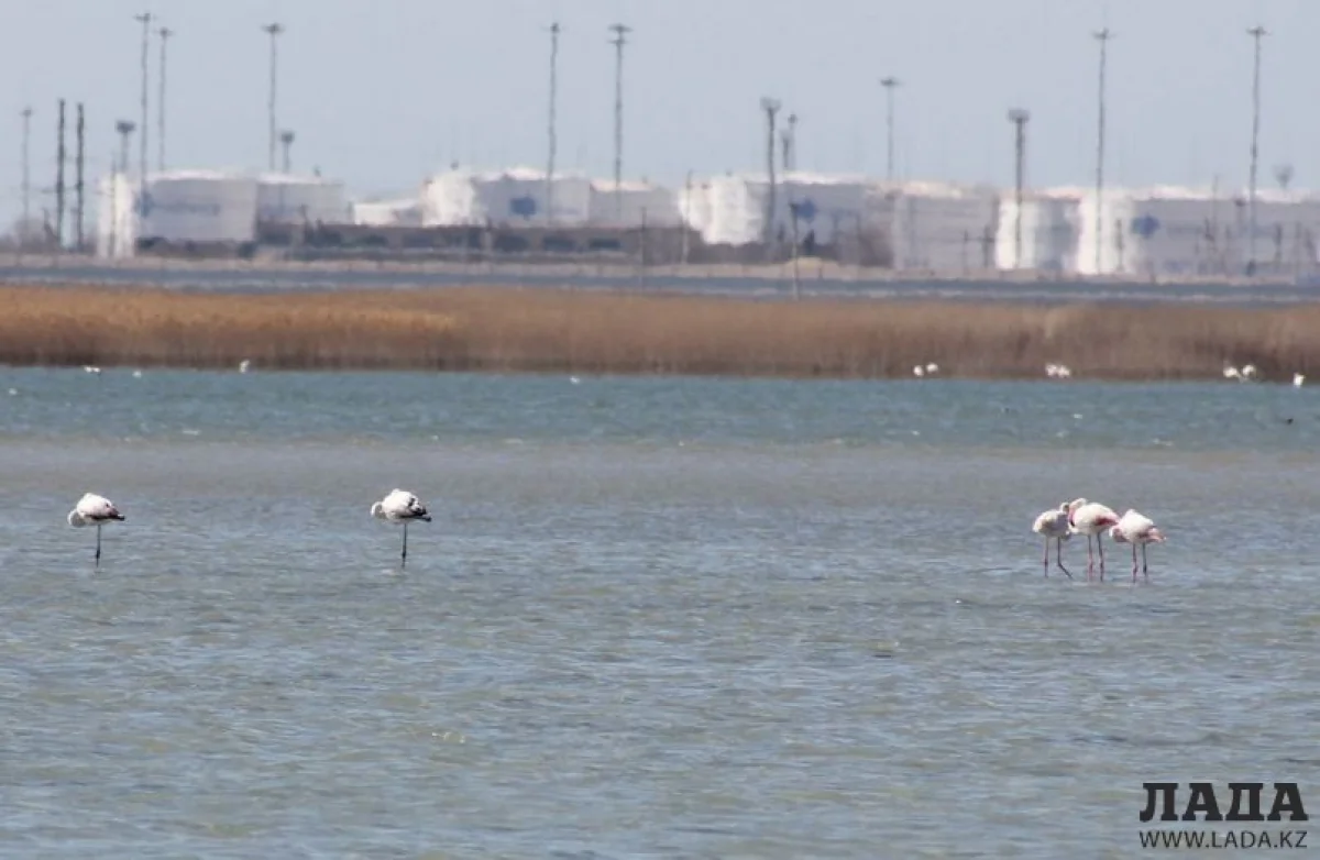 Фламинго на Караколе. Фото предоставлено А.Козыбаковым