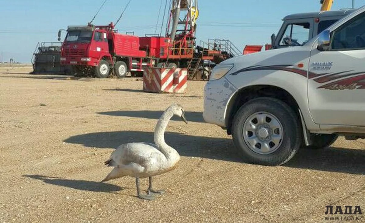 Заблудившийся лебедь. Фото предоставил Бекнур Карабалин