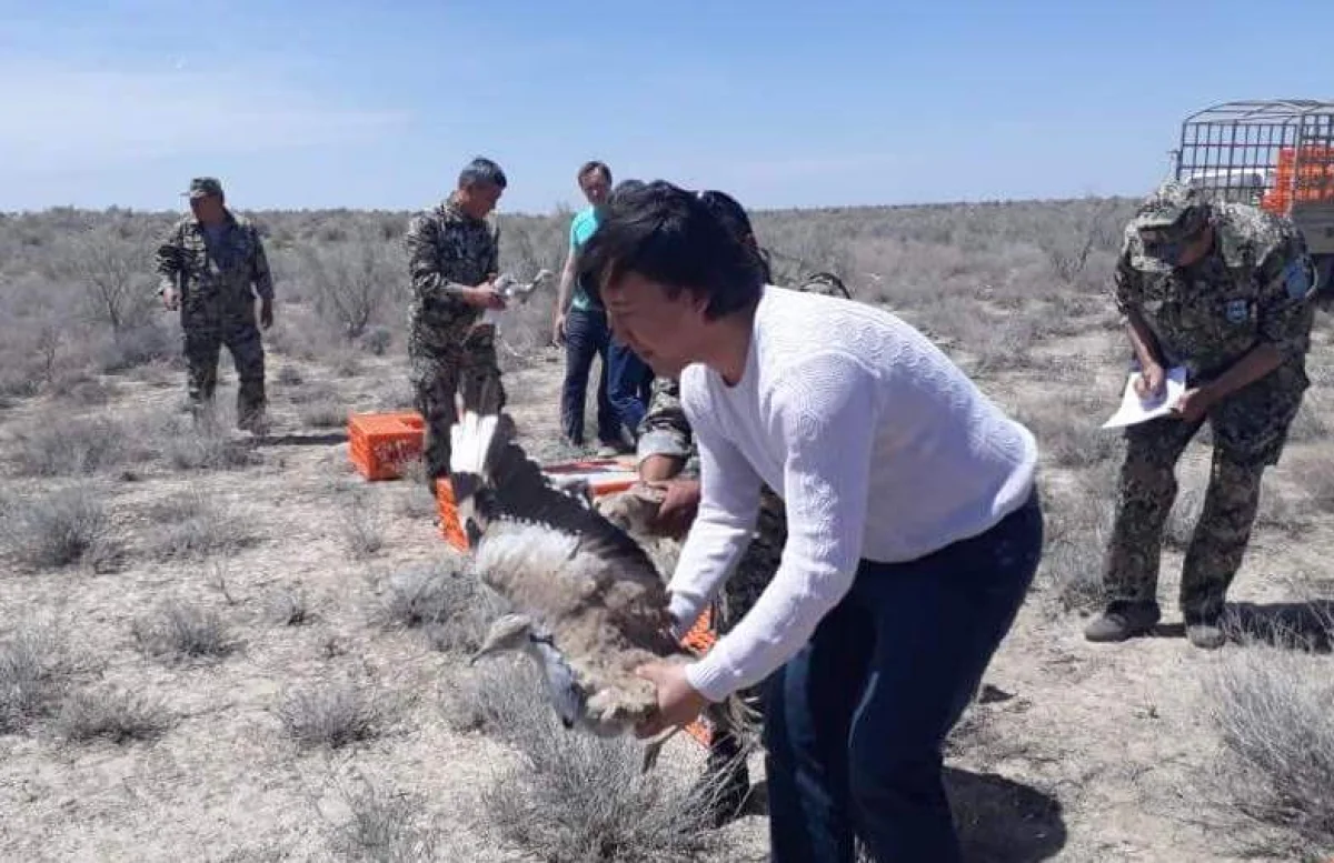 Выпуск дроф на волю. Фото из социальных сетей