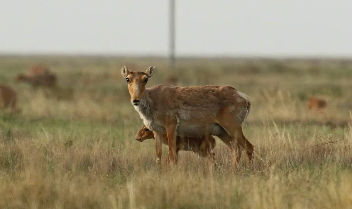 Самка сайги с детенышем. Фото предоставлено А. Салемгареевым