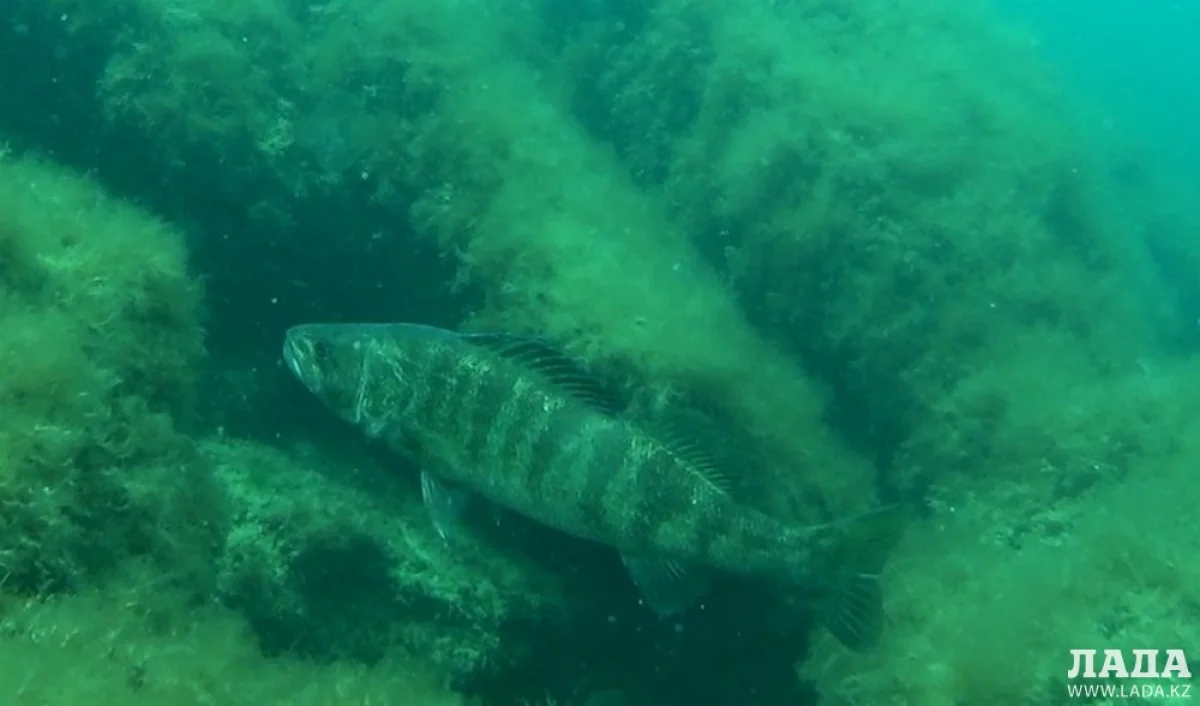 Фото Алексея Насенкова