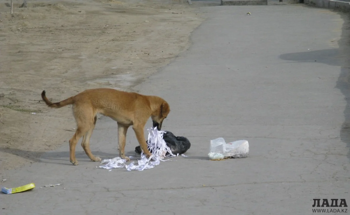 _фото автора из архива Lada.kz