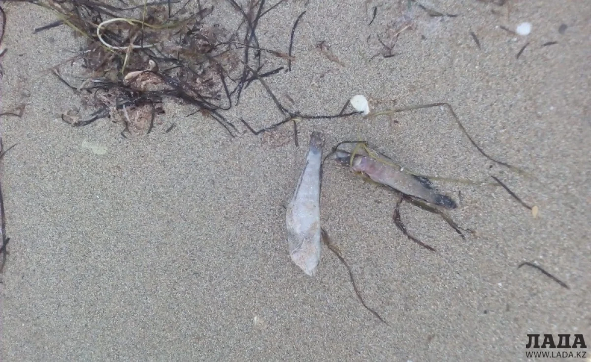 Мертвые бычки