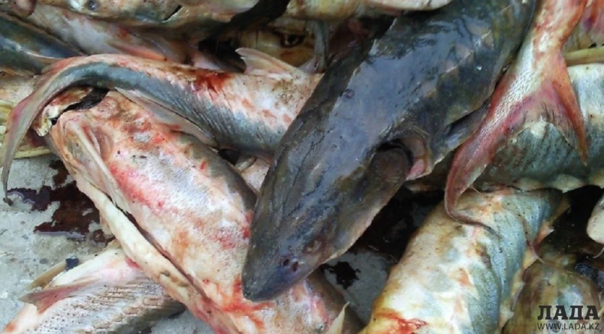 Иллюстративное фото из архива Lada.kz