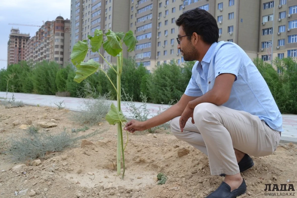 Фото автора||news_pic_more|<!--TBegin--><a href="https://www.lada.kz/uploads/posts/2018-08/1533474939_dsc_2616.jpg" onclick="return hs.expand(this)" ><img align="left" src="https://www.lada.kz/uploads/posts/2018-08/thumbs/1533474939_dsc_2616.jpg" alt='«Они не умерли»: Специалист прокомментировал состояние саженцев в Актау' title='«Они не умерли»: Специалист прокомментировал состояние саженцев в Актау'  /></a><!--TEnd--><br /><!--TBegin--><a href="https://www.lada.kz/uploads/posts/2018-08/1533474884_dsc_2622.jpg" onclick="return hs.expand(this)" ><img align="left" src="https://www.lada.kz/uploads/posts/2018-08/thumbs/1533474884_dsc_2622.jpg" alt='«Они не умерли»: Специалист прокомментировал состояние саженцев в Актау' title='«Они не умерли»: Специалист прокомментировал состояние саженцев в Актау'  /></a><!--TEnd--><br /><!--TBegin--><a href="https://www.lada.kz/uploads/posts/2018-08/1533474955_dsc_2625.jpg" onclick="return hs.expand(this)" ><img align="left" src="https://www.lada.kz/uploads/posts/2018-08/thumbs/1533474955_dsc_2625.jpg" alt='«Они не умерли»: Специалист прокомментировал состояние саженцев в Актау' title='«Они не умерли»: Специалист прокомментировал состояние саженцев в Актау'  /></a><!--TEnd-->