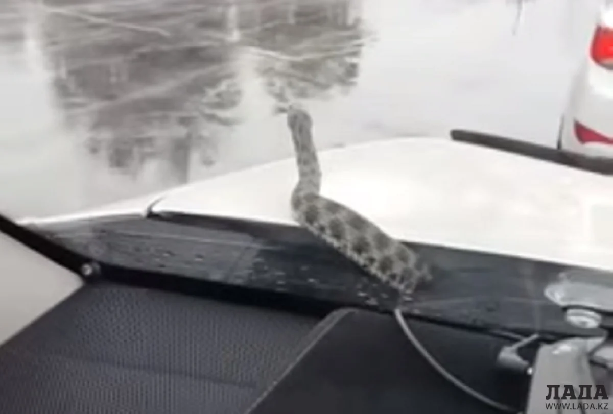 Кадр из видео