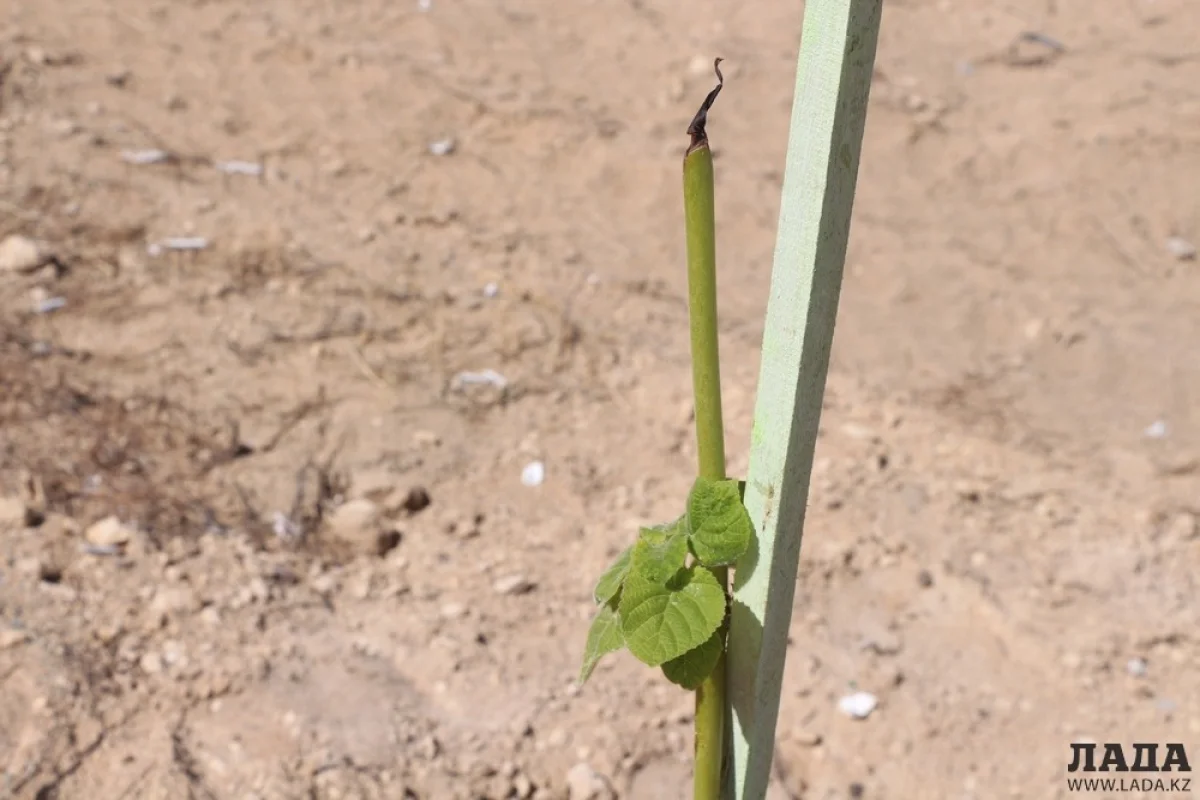 Фото Рашида Исмагилова