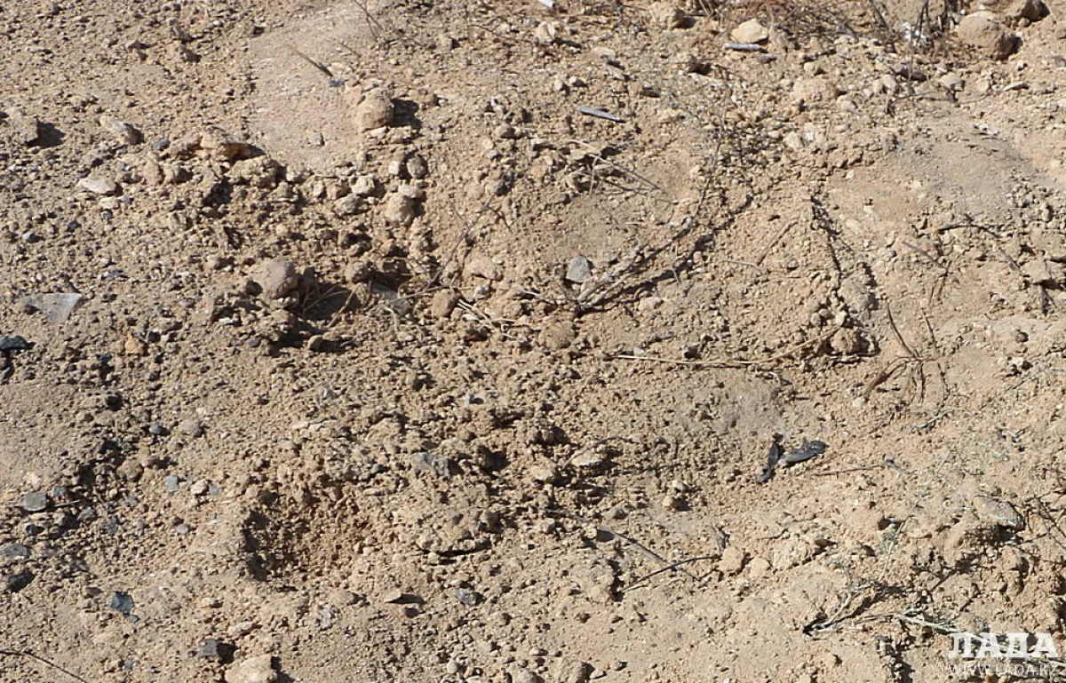 Фото «Лады»