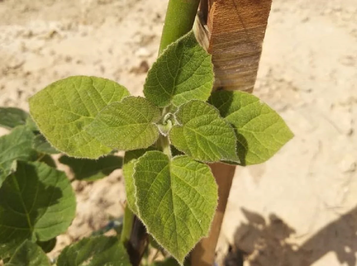 Фото со страницы городского акимата