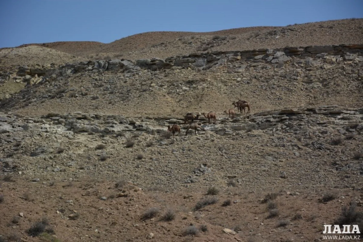 Стадо верблюдов