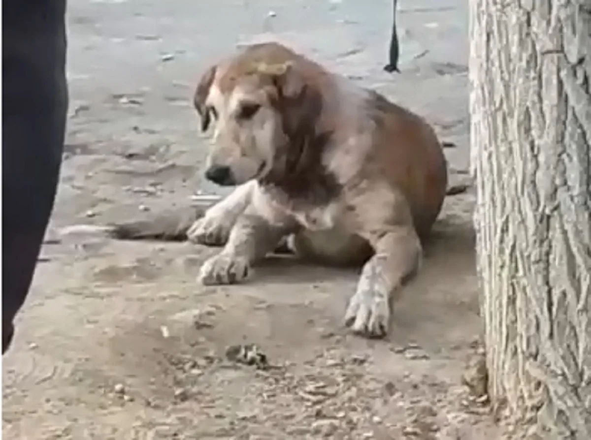 Пострадавшая собака. Фото очевидцев