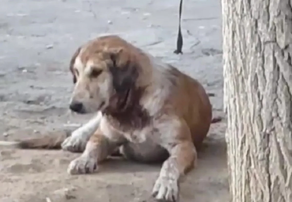 Скриншот видео